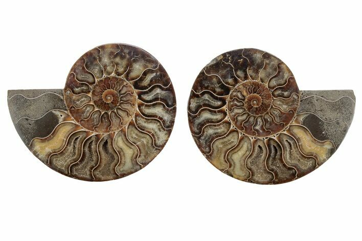 Cut & Polished, Agatized Ammonite Fossil - Madagascar #212892